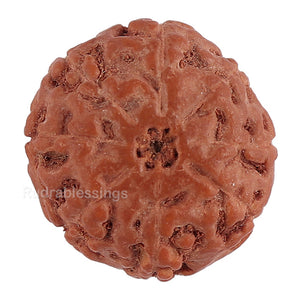 8 Mukhi Rudraksha from Indonesia - Bead No. 129