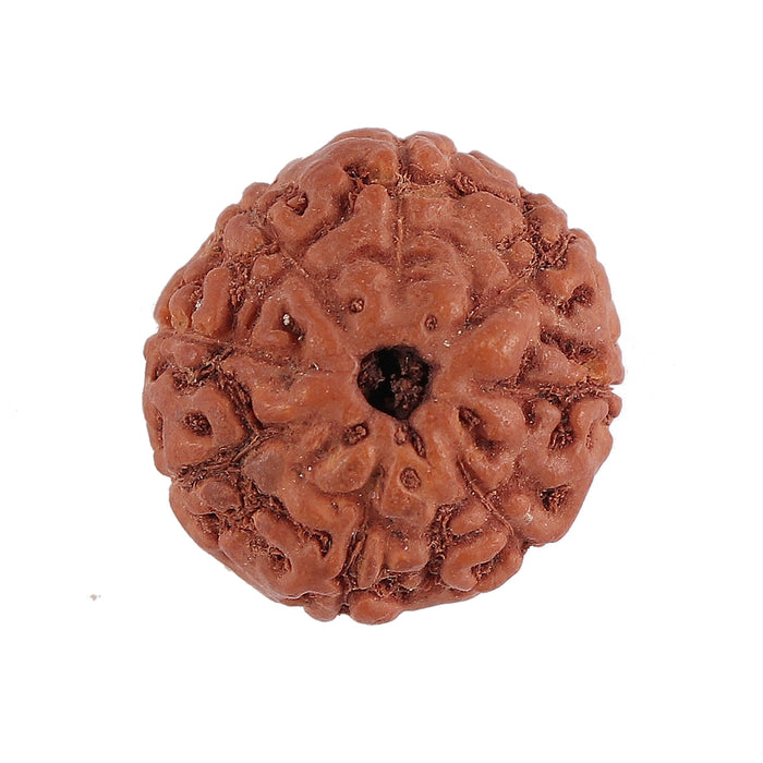 8 Mukhi Rudraksha from Indonesia - Bead No. 129