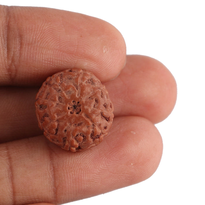 8 Mukhi Rudraksha from Indonesia - Bead No. 129