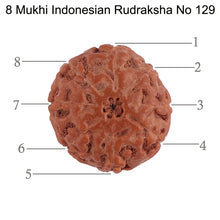 Load image into Gallery viewer, 8 Mukhi Rudraksha from Indonesia - Bead No. 129
