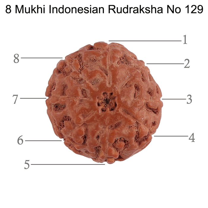8 Mukhi Rudraksha from Indonesia - Bead No. 129