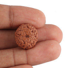 Load image into Gallery viewer, 8 Mukhi Rudraksha from Indonesia - Bead No. 130
