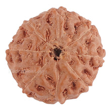 Load image into Gallery viewer, 8 Mukhi Rudraksha from Indonesia - Bead No. 132
