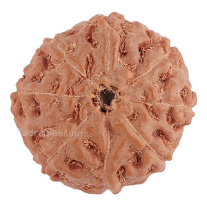 8 Mukhi Rudraksha from Indonesia - Bead No. 132