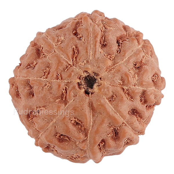 8 Mukhi Rudraksha from Indonesia - Bead No. 132