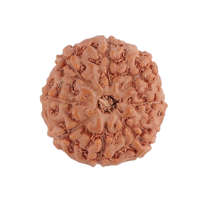 8 Mukhi Rudraksha from Indonesia - Bead No. 132