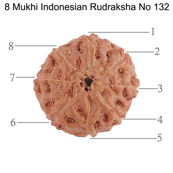 8 Mukhi Rudraksha from Indonesia - Bead No. 132