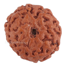 Load image into Gallery viewer, 8 Mukhi Rudraksha from Indonesia - Bead No. 133
