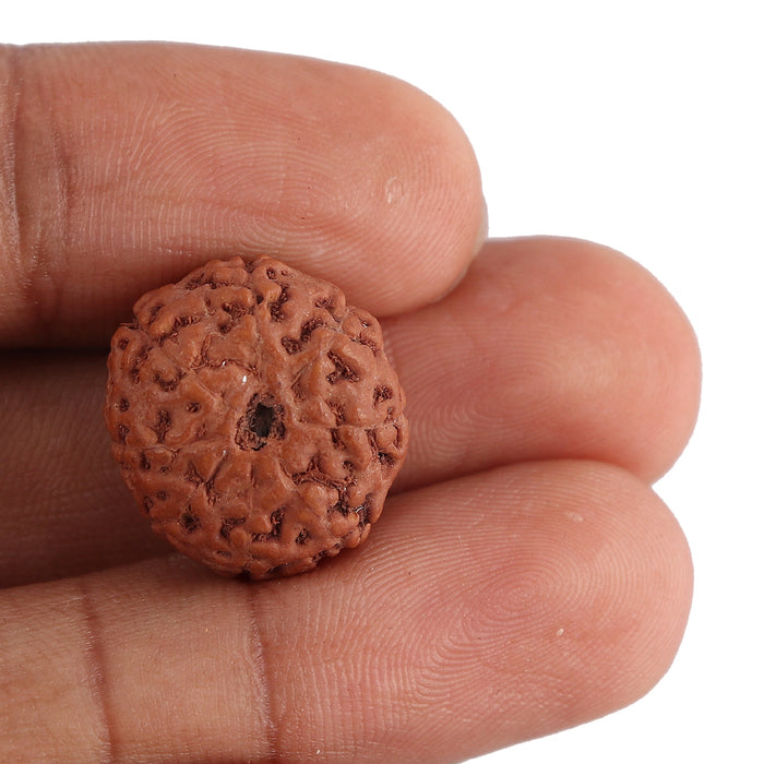 8 Mukhi Rudraksha from Indonesia - Bead No. 133