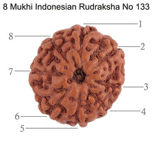Load image into Gallery viewer, 8 Mukhi Rudraksha from Indonesia - Bead No. 133
