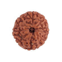 Load image into Gallery viewer, 8 Mukhi Rudraksha from Indonesia - Bead No. 134
