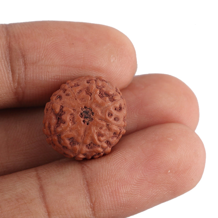 8 Mukhi Rudraksha from Indonesia - Bead No. 134