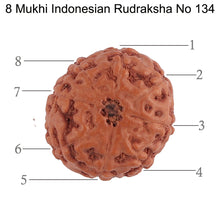 Load image into Gallery viewer, 8 Mukhi Rudraksha from Indonesia - Bead No. 134
