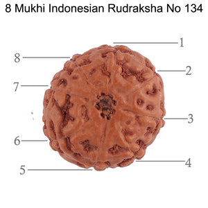 8 Mukhi Rudraksha from Indonesia - Bead No. 134