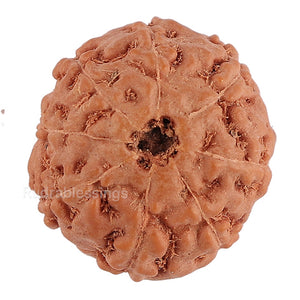 8 Mukhi Rudraksha from Indonesia - Bead No. 135
