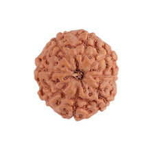 Load image into Gallery viewer, 8 Mukhi Rudraksha from Indonesia - Bead No. 135

