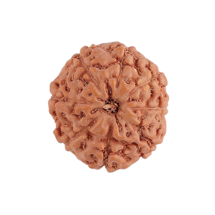 8 Mukhi Rudraksha from Indonesia - Bead No. 135