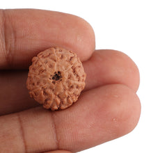 Load image into Gallery viewer, 8 Mukhi Rudraksha from Indonesia - Bead No. 135
