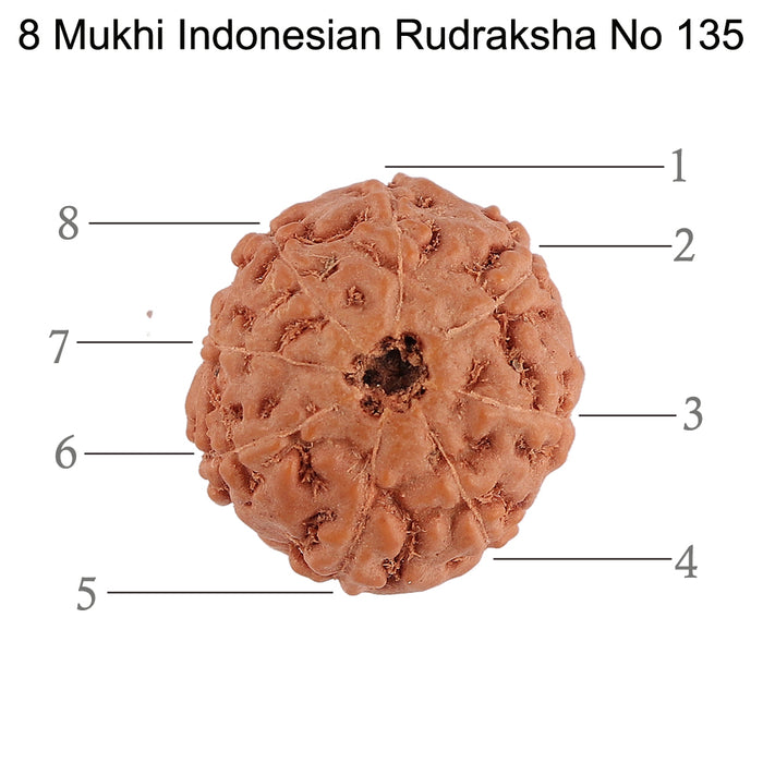 8 Mukhi Rudraksha from Indonesia - Bead No. 135