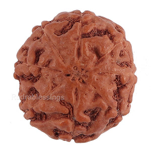 8 Mukhi Rudraksha from Indonesia - Bead No. 136