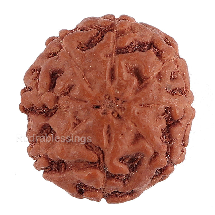 8 Mukhi Rudraksha from Indonesia - Bead No. 136