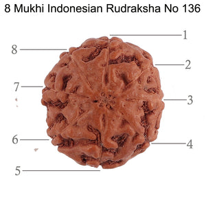 8 Mukhi Rudraksha from Indonesia - Bead No. 136