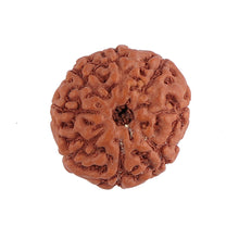 Load image into Gallery viewer, 8 Mukhi Rudraksha from Indonesia - Bead No. 137
