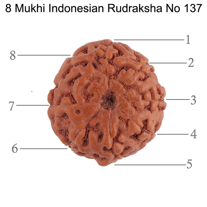 8 Mukhi Rudraksha from Indonesia - Bead No. 137