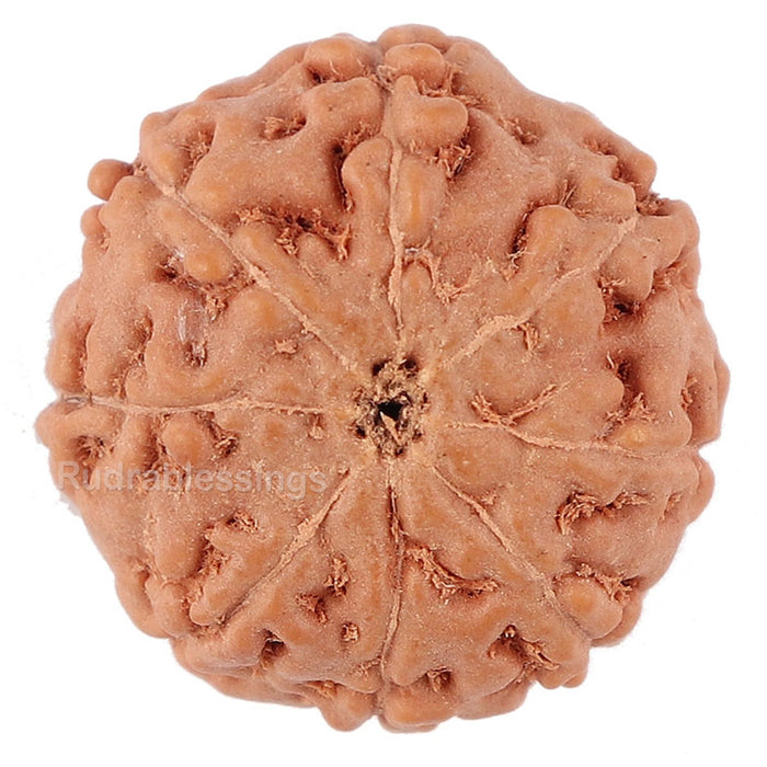 8 Mukhi Rudraksha from Indonesia - Bead No. 139
