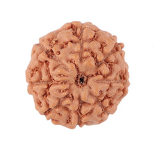 Load image into Gallery viewer, 8 Mukhi Rudraksha from Indonesia - Bead No. 139
