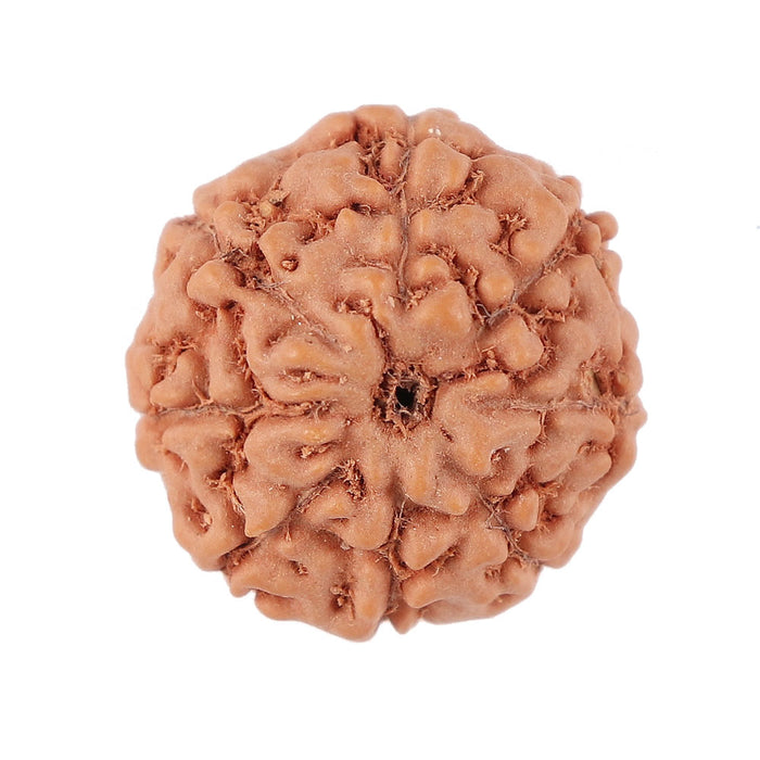 8 Mukhi Rudraksha from Indonesia - Bead No. 139
