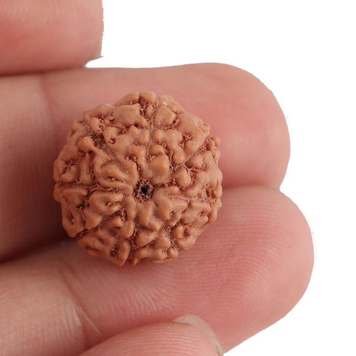 8 Mukhi Rudraksha from Indonesia - Bead No. 139
