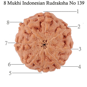 8 Mukhi Rudraksha from Indonesia - Bead No. 139