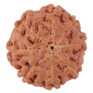 8 Mukhi Rudraksha from Indonesia - Bead No. 141