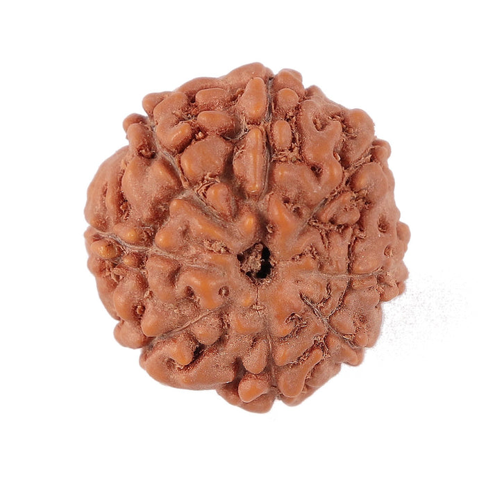 8 Mukhi Rudraksha from Indonesia - Bead No. 141
