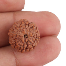 Load image into Gallery viewer, 8 Mukhi Rudraksha from Indonesia - Bead No. 141
