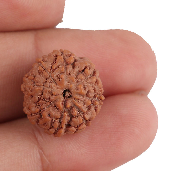 8 Mukhi Rudraksha from Indonesia - Bead No. 141