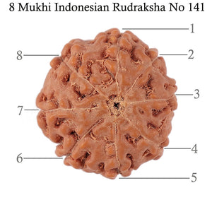8 Mukhi Rudraksha from Indonesia - Bead No. 141