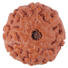 Load image into Gallery viewer, 8 Mukhi Rudraksha from Indonesia - Bead No. 142
