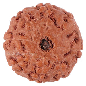 8 Mukhi Rudraksha from Indonesia - Bead No. 142