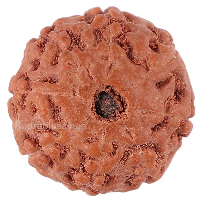 8 Mukhi Rudraksha from Indonesia - Bead No. 142