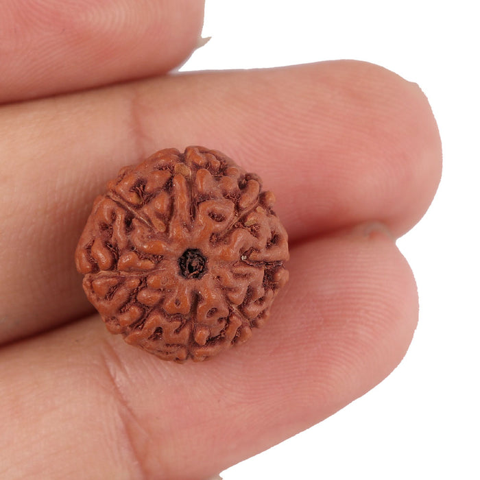 8 Mukhi Rudraksha from Indonesia - Bead No. 142