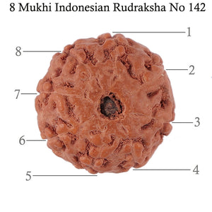 8 Mukhi Rudraksha from Indonesia - Bead No. 142