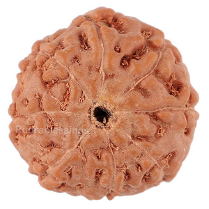 8 Mukhi Rudraksha from Indonesia - Bead No. 143