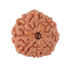 Load image into Gallery viewer, 8 Mukhi Rudraksha from Indonesia - Bead No. 143
