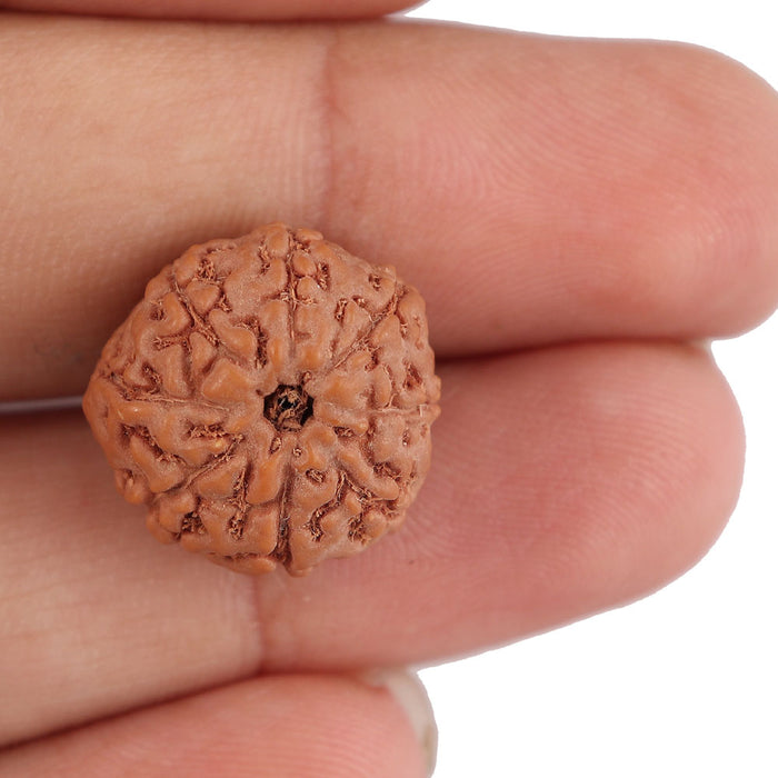 8 Mukhi Rudraksha from Indonesia - Bead No. 143