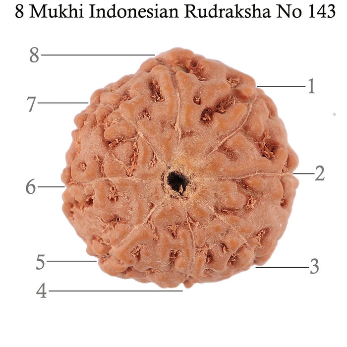 8 Mukhi Rudraksha from Indonesia - Bead No. 143