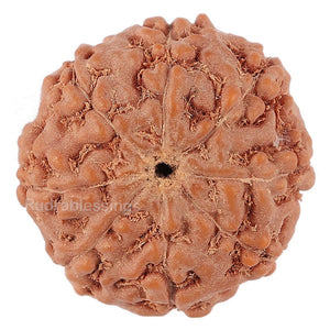 8 Mukhi Rudraksha from Indonesia - Bead No. 144