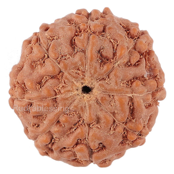 8 Mukhi Rudraksha from Indonesia - Bead No. 144