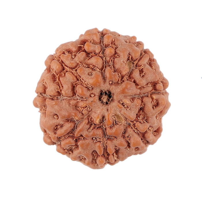 8 Mukhi Rudraksha from Indonesia - Bead No. 144